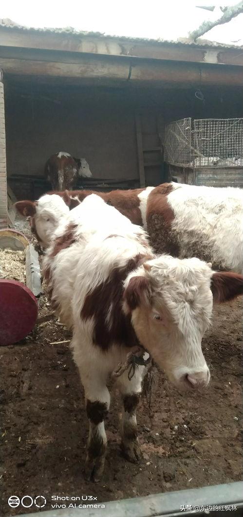 国产牛牛在线,创新游戏体验，引领休闲娱乐新潮流